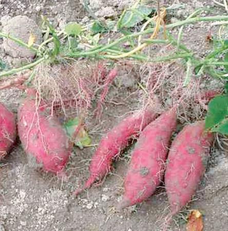 Черная морковь: что это такое, фото скорцонеры, как выглядит овощ, где растет в мире и россии, как используют экстракт сока и сами корнеплоды
