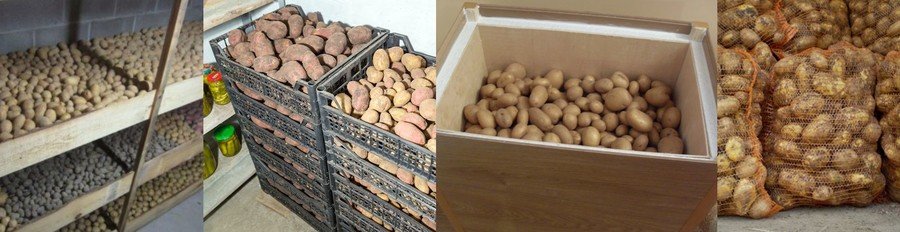 Как хранить картошку зимой в квартире и погребе с подвалом