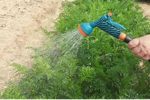 Как поливать морковь после посадки в открытом грунте: нужно ли вообще это делать, сколько раз, а также как часто, чем и когда осуществлять орошение