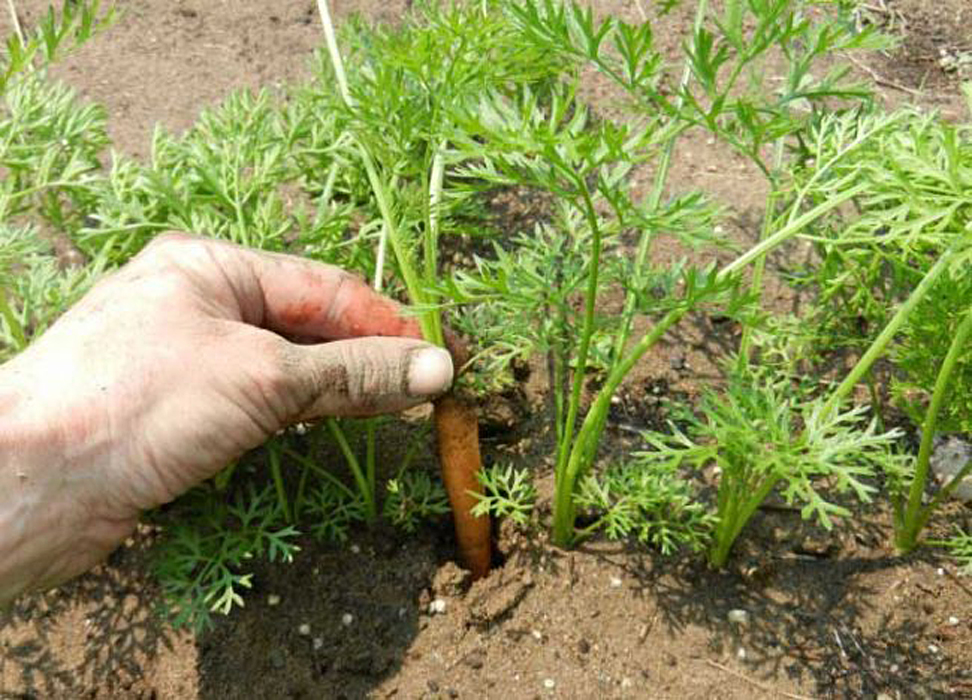 Как поливать морковь после посадки в открытом грунте: нужно ли вообще это делать, сколько раз, а также как часто, чем и когда осуществлять орошение