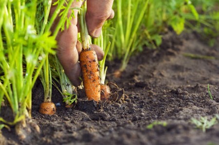 Как посадить морковь, чтобы быстро взошла: что надо сделать для этого, как правильно посеять, нужно ли предварительно обрабатывать семена