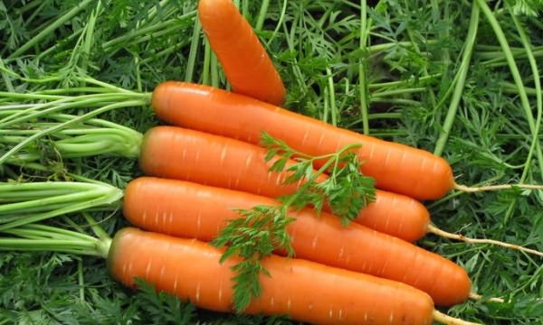 Как сажать морковь семенами в открытом грунте, чтобы не прореживать: способы как лучше и правильно посеять овощ, чтобы быстро взошел