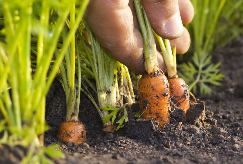 Как сажать морковь семенами в открытом грунте, чтобы не прореживать: способы как лучше и правильно посеять овощ, чтобы быстро взошел