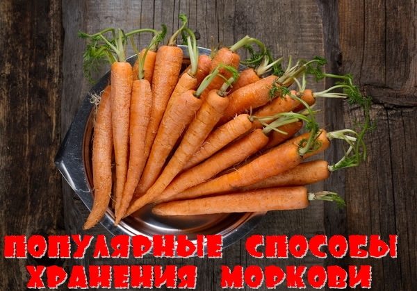 Как сохранить морковь на зиму в домашних условиях и в погребе