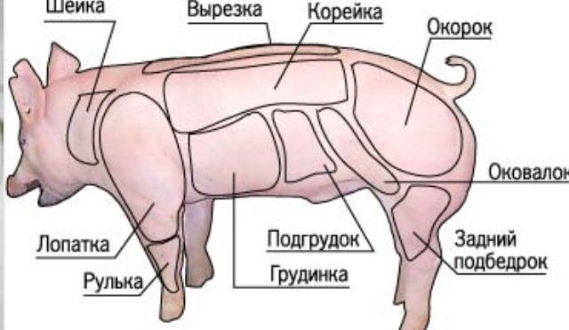 Корейка свиная – это какая часть туши и как выглядит?