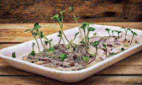 Микрозелень – как вырастить в домашних условиях, польза и вред