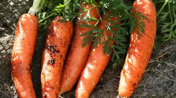 Морковь: чем полезна для мужчин и их здоровья, а также какой вред может нанести организму и несколько лечебных рецептов