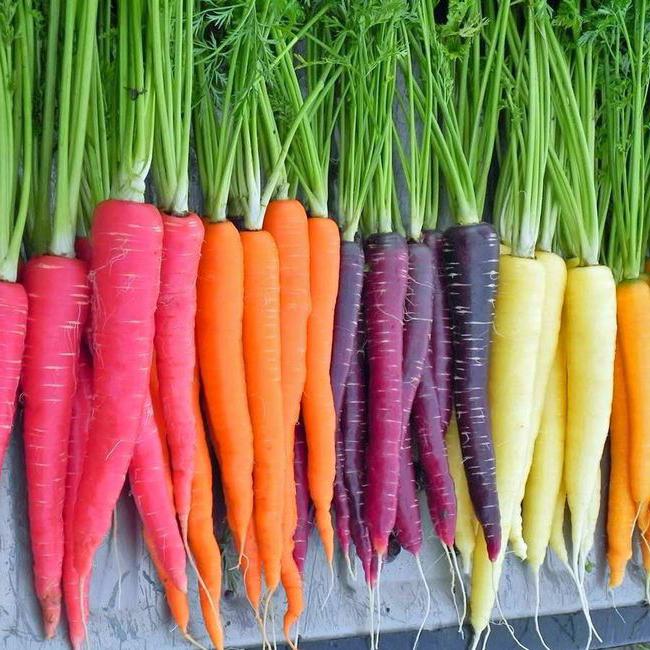 Морковь фиолетовая: что это такое и почему говорят, что раньше или изначально она была такого цвета