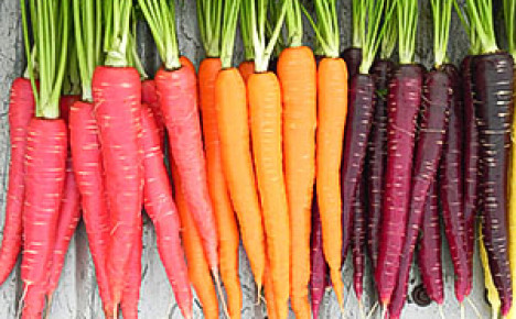 Морковь фиолетовая: что это такое и почему говорят, что раньше или изначально она была такого цвета
