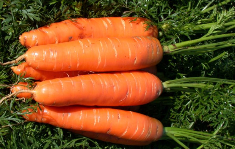Морковь королева осени: описание и подробная характеристика сорта, инструкция по выращиванию