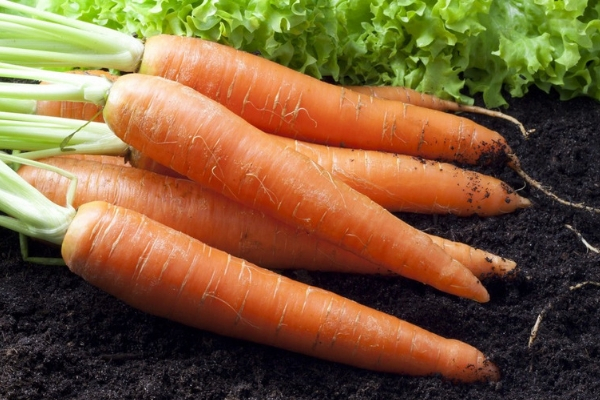 Морковь королева осени: описание и подробная характеристика сорта, инструкция по выращиванию
