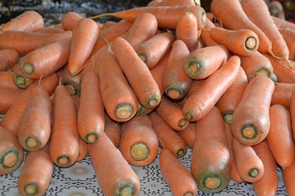 Морковь лосиноостровская 13: что это за сорт, подробное описание и характеристики