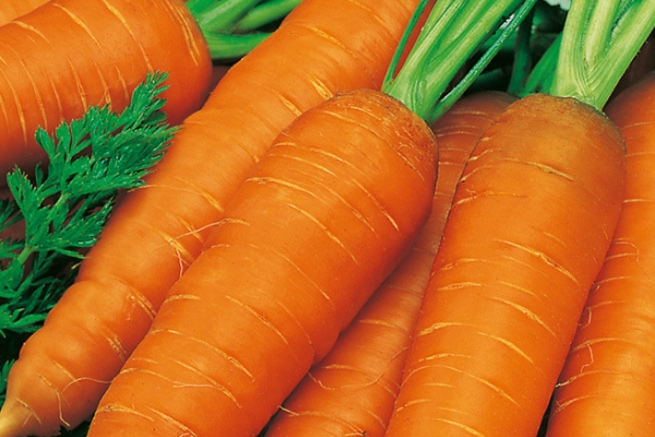 Морковь лосиноостровская 13: что это за сорт, подробное описание и характеристики