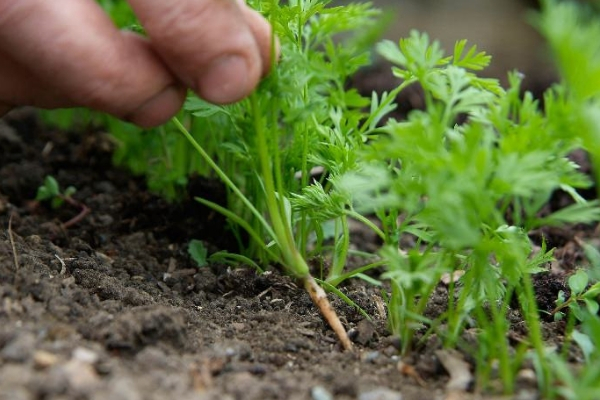 Морковь на ленте: как сажать семена в открытом грунте своими руками, как правильно и как неправильно делать, а также причины, почему не всходит овощ