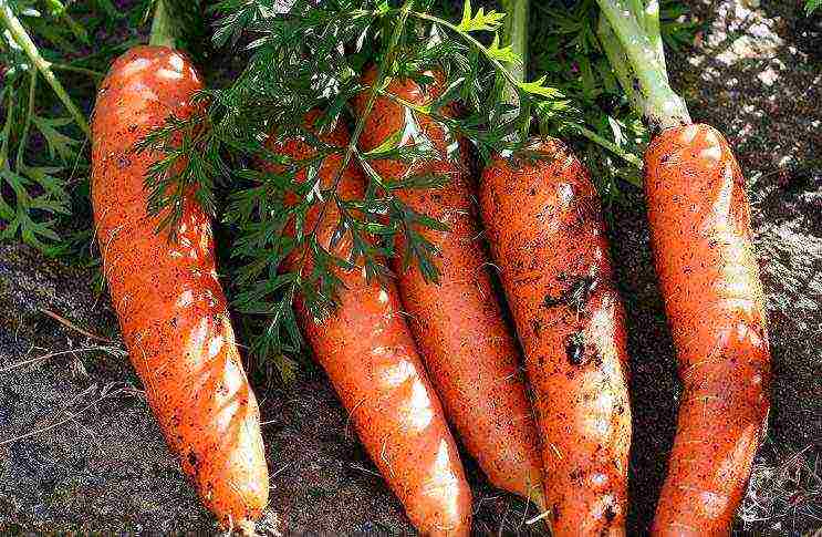 Морковь на ленте: как сажать семена в открытом грунте своими руками, как правильно и как неправильно делать, а также причины, почему не всходит овощ