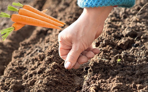Морковь: посадка и уход в открытом грунте весной, когда ее сеять семенами и как это сделать правильно, после какой культуры и на какую глубину