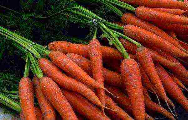 Морковь: посадка и уход в открытом грунте весной, когда ее сеять семенами и как это сделать правильно, после какой культуры и на какую глубину