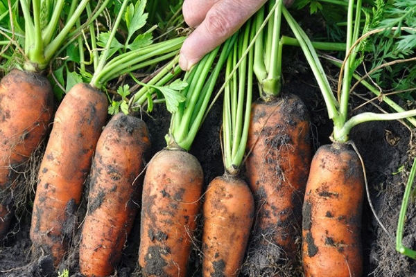 Морковь самсон: что это за сорт, подробное описание и характеристика, фото овоща и советы по выращиванию