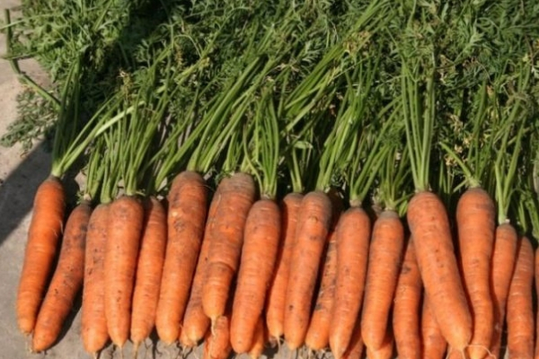 Морковь самсон: что это за сорт, подробное описание и характеристика, фото овоща и советы по выращиванию