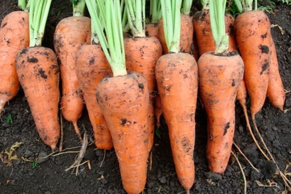 Морковь шантанэ курода, роял и другие виды относящиеся к сортотипу: описание как самого сорта, так и технологии его выращивания
