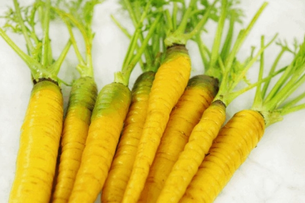 Морковь желтая: что это такое, чем отличается от оранжевой по химическому составу, польза и вред, а также пошаговая инструкция по выращиванию