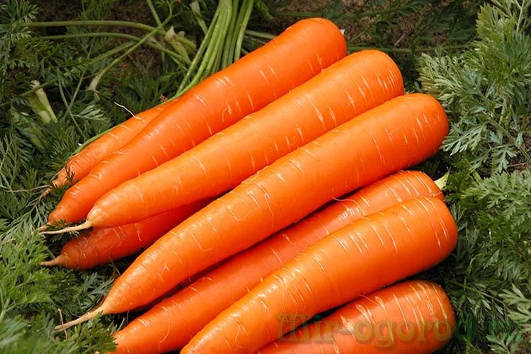 Можно ли пересаживать морковь при прореживании: разрешено ли рассаживать, плюсы и минусы решения, а также инструкция как осуществить
