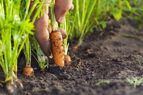 Можно ли пересаживать морковь при прореживании: разрешено ли рассаживать, плюсы и минусы решения, а также инструкция как осуществить