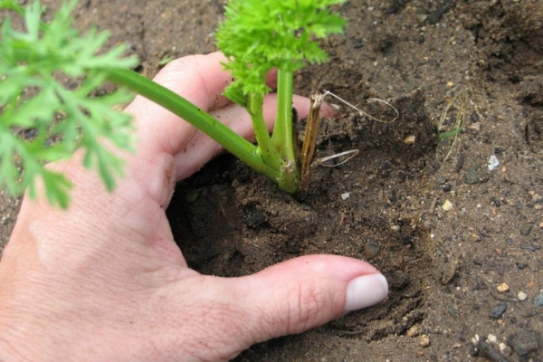 Можно ли сажать морковь рассадой: как выглядит на фото растение, посеянное таким способом, а также пошаговая инструкция как выращивать овощ