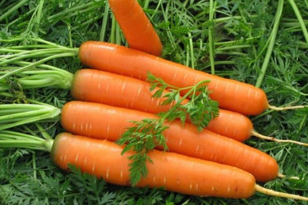 Поздняя морковь: описание сорта московская зимняя и других поздних видов овоща, каковы особенности выращивания в разных регионах россии?
