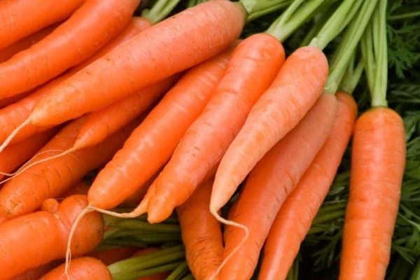 Поздняя морковь: описание сорта московская зимняя и других поздних видов овоща, каковы особенности выращивания в разных регионах россии?