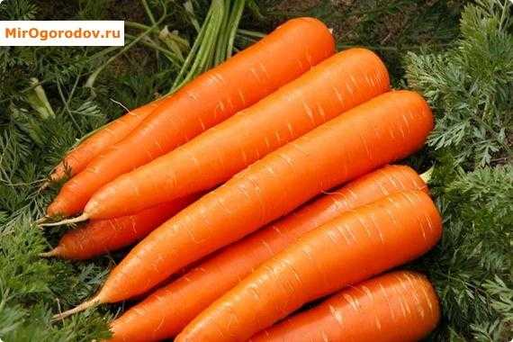Ранние сорта моркови для открытого грунта: какие из них самые скороспелые, описание и фото наиболее популярных вроде тушон, балтимор f1 и других