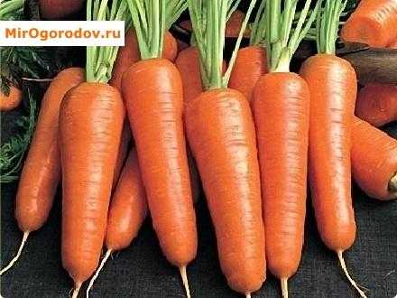 Ранние сорта моркови для открытого грунта: какие из них самые скороспелые, описание и фото наиболее популярных вроде тушон, балтимор f1 и других