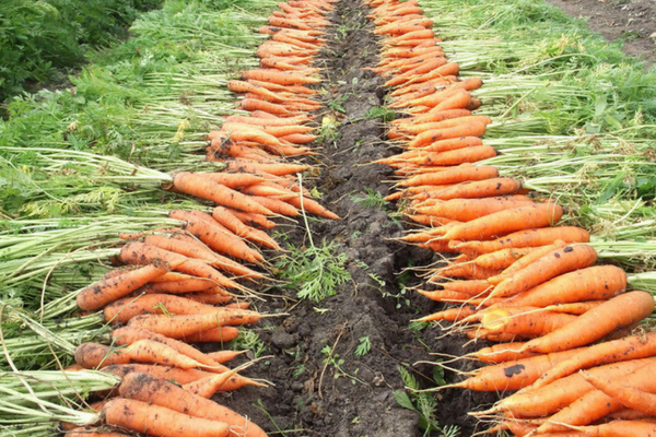 Урожайность моркови с 1 га в россии: сколько можно собрать корнеплодов с 1 сотки, какой нужен для этого комбайн, а также как осуществить уборку вручную