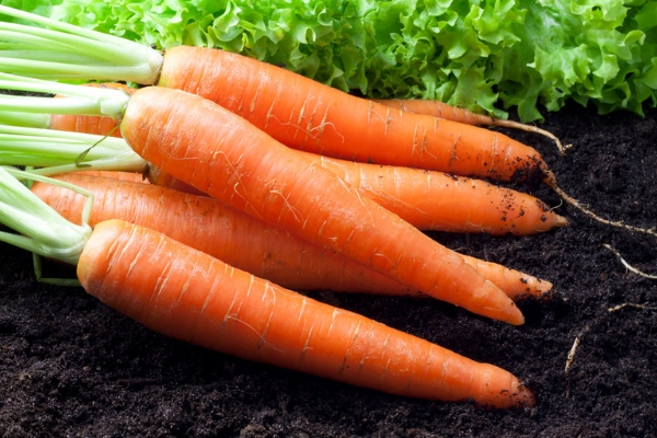 Выращивание моркови в открытом грунте в подмосковье, ленинградской и других областях средней полосы россии: какие выбрать ранние сорта