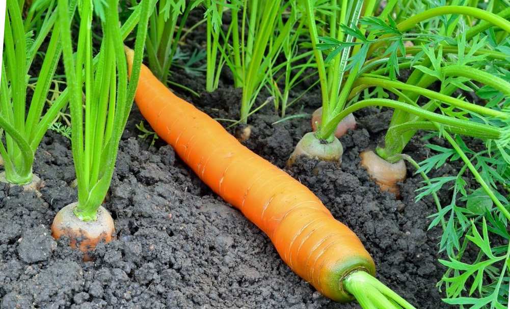 Выращивание моркови в открытом грунте в подмосковье, ленинградской и других областях средней полосы россии: какие выбрать ранние сорта